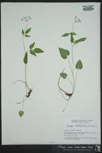 Thaspium trifoliatum image