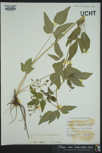 Thaspium trifoliatum image