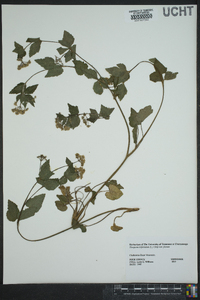 Thaspium trifoliatum var. aureum image