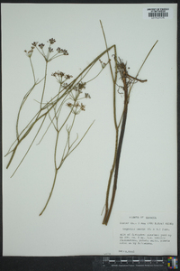 Tiedemannia canbyi image