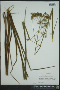 Oxypolis filiformis image