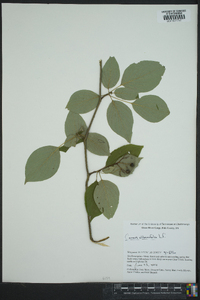 Cornus alternifolia image