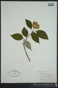 Cornus alternifolia image