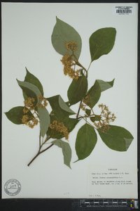 Cornus alternifolia image