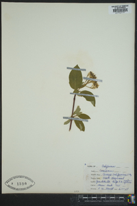 Cornus sericea subsp. occidentalis image