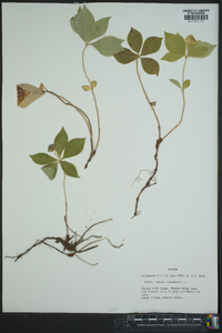 Cornus canadensis image