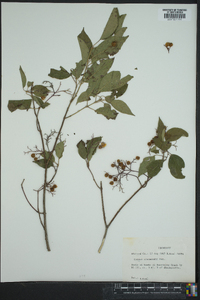 Cornus drummondii image