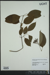 Cornus foemina image