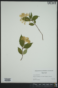 Cornus foemina image