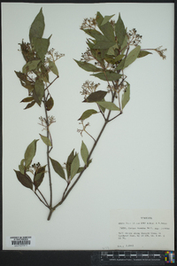 Cornus stricta image