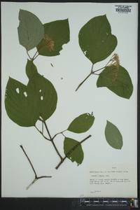 Cornus rugosa image