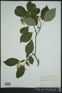 Cornus rugosa image