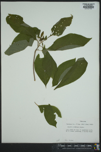 Clethra acuminata image