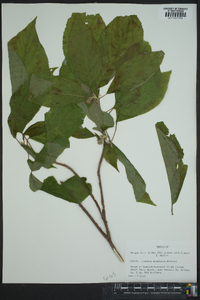 Clethra acuminata image