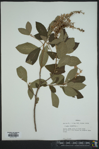 Clethra alnifolia image