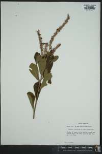 Clethra alnifolia image