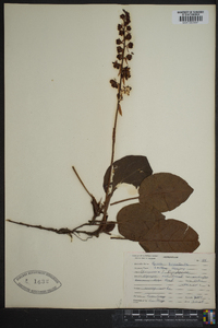 Pyrola asarifolia image