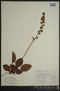 Pyrola asarifolia image