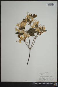 Rhododendron alabamense image