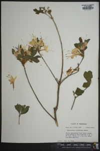 Rhododendron alabamense image