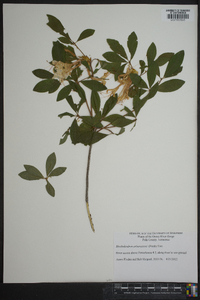 Rhododendron arborescens image