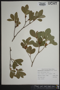 Rhododendron arborescens image