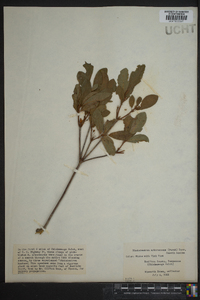 Rhododendron arborescens image