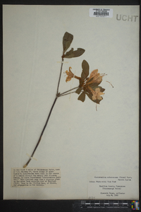 Rhododendron arborescens image