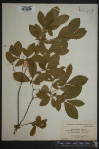 Rhododendron arborescens image