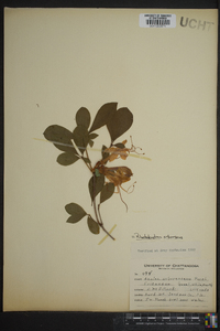 Rhododendron arborescens image