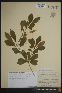 Rhododendron arborescens image