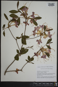 Azalea calendulacea image