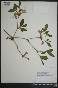 Azalea calendulacea image