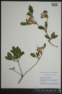 Azalea calendulacea image