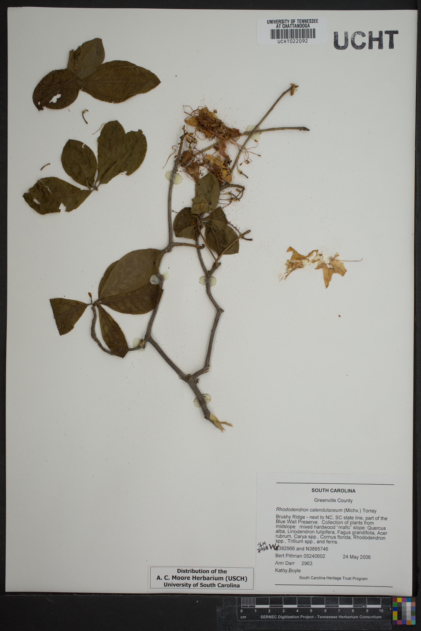 Rhododendron calendulaceum image