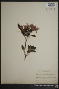 Rhododendron calendulaceum image