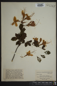 Rhododendron calendulaceum image