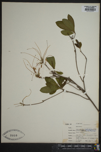 Rhododendron calendulaceum image