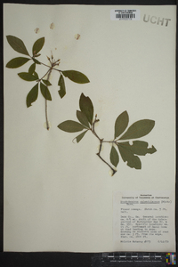 Rhododendron calendulaceum image