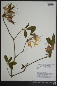 Rhododendron calendulaceum image