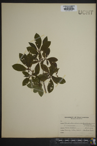 Rhododendron calendulaceum image