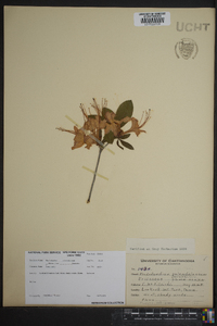 Rhododendron calendulaceum image