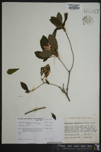 Rhododendron calendulaceum image