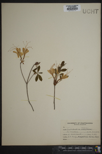 Rhododendron canescens image