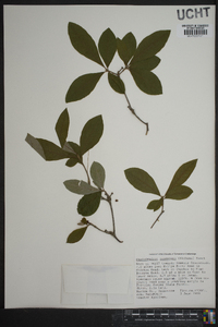 Rhododendron canescens image