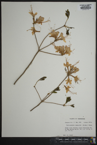 Rhododendron canescens image