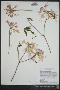 Rhododendron canescens image