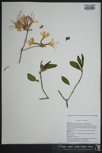 Rhododendron canescens image