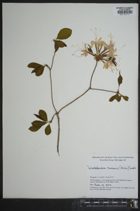 Rhododendron canescens image