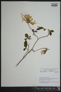 Rhododendron canescens image